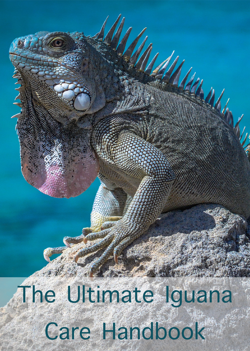 The Ultimate Iguana Care Handbook